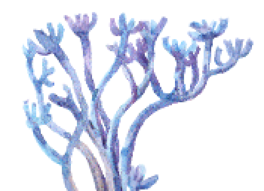 seaweed illustration